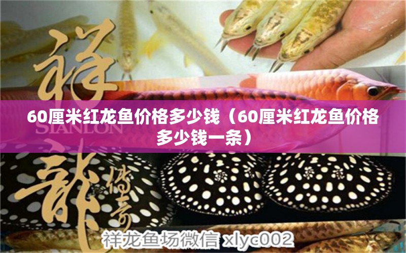 60厘米紅龍魚價(jià)格多少錢（60厘米紅龍魚價(jià)格多少錢一條）