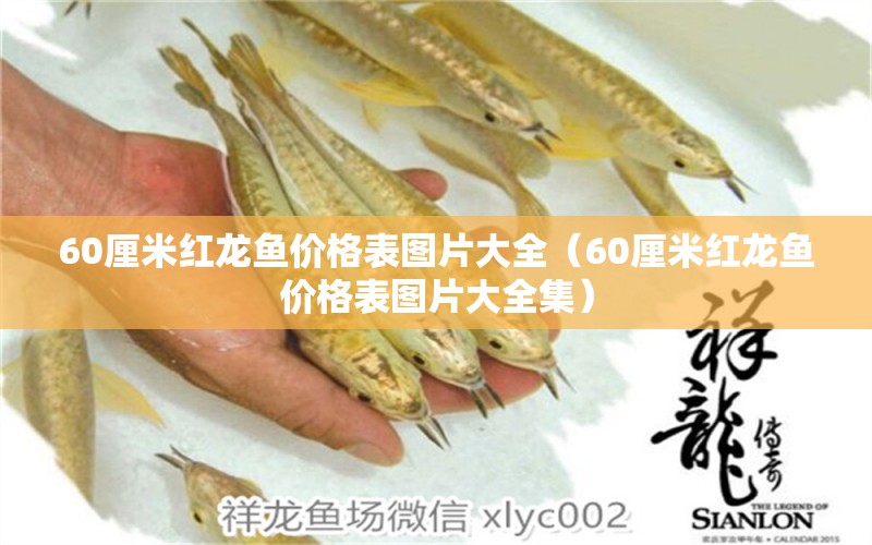 60厘米紅龍魚價(jià)格表圖片大全（60厘米紅龍魚價(jià)格表圖片大全集）