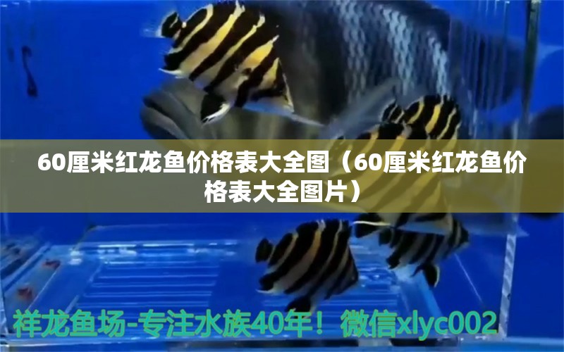 60厘米紅龍魚價(jià)格表大全圖（60厘米紅龍魚價(jià)格表大全圖片）