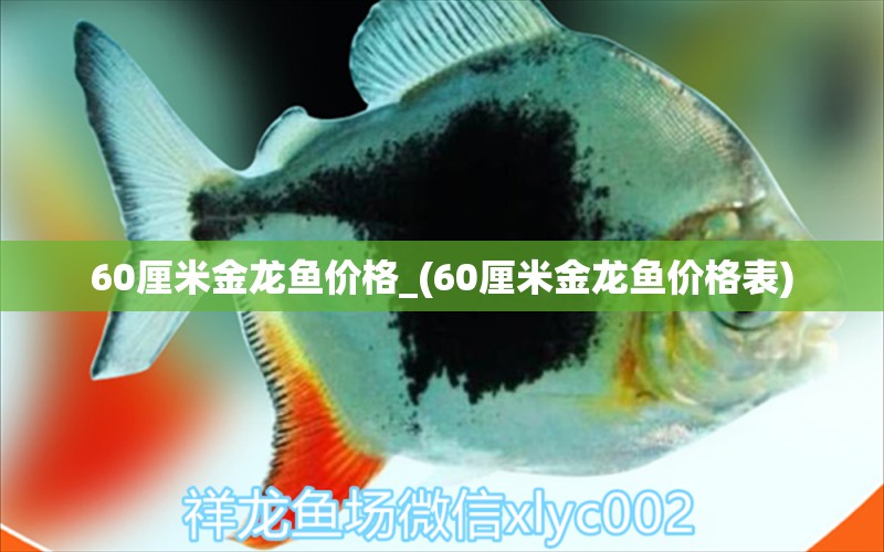 60厘米金龍魚(yú)價(jià)格_(60厘米金龍魚(yú)價(jià)格表)