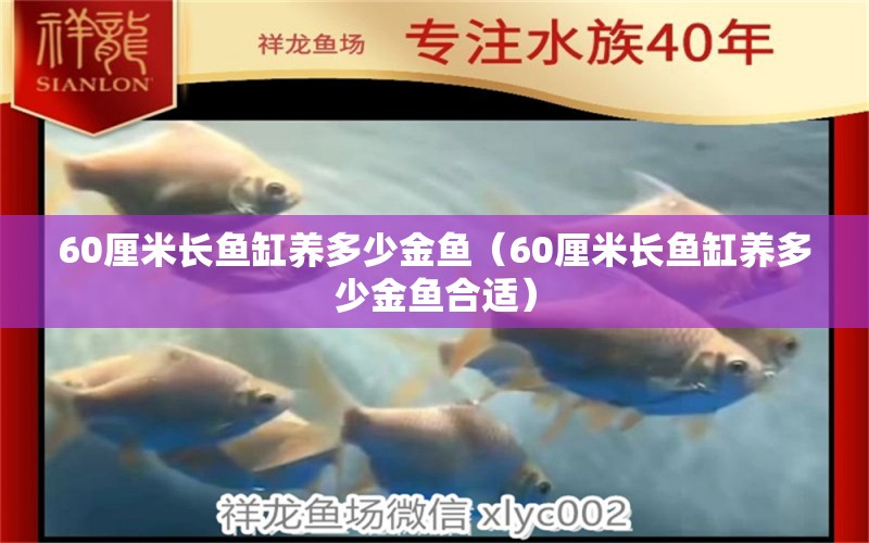 60厘米長(zhǎng)魚(yú)缸養(yǎng)多少金魚(yú)（60厘米長(zhǎng)魚(yú)缸養(yǎng)多少金魚(yú)合適）