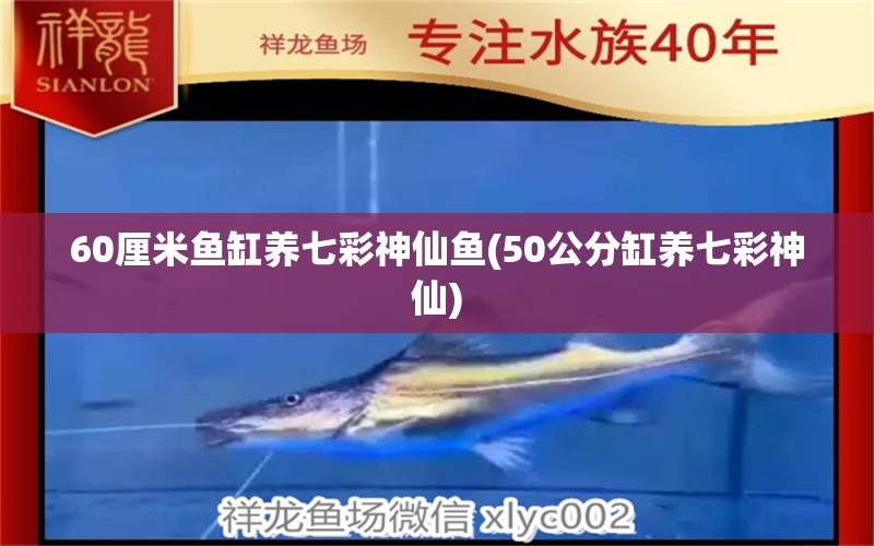 60厘米魚缸養(yǎng)七彩神仙魚(50公分缸養(yǎng)七彩神仙) 七彩神仙魚