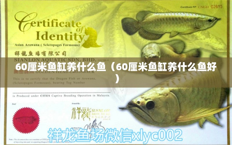 60厘米魚缸養(yǎng)什么魚（60厘米魚缸養(yǎng)什么魚好）