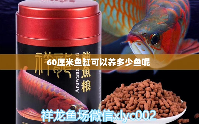 60厘米魚缸可以養(yǎng)多少魚呢 