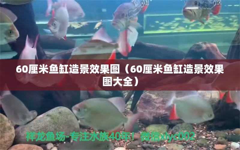 60厘米魚缸造景效果圖（60厘米魚缸造景效果圖大全）