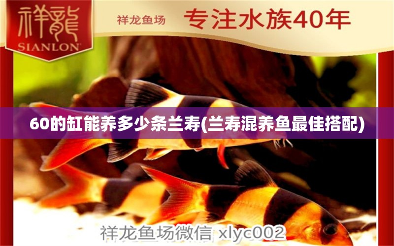 60的缸能養(yǎng)多少條蘭壽(蘭壽混養(yǎng)魚(yú)最佳搭配)