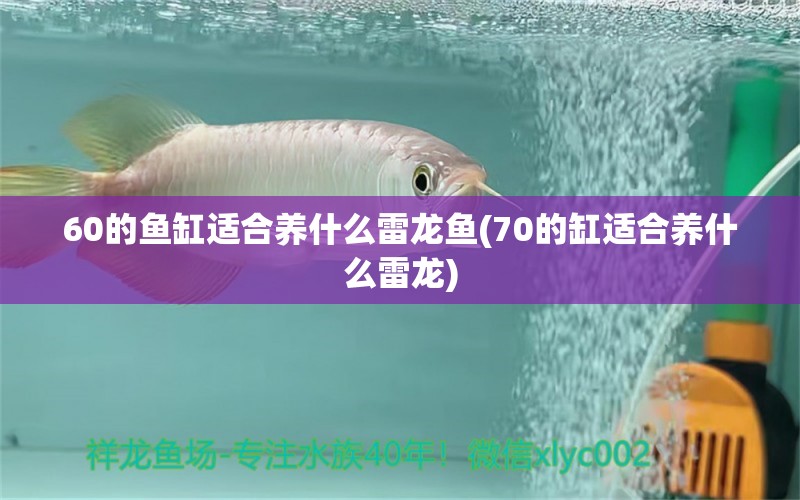 60的魚缸適合養(yǎng)什么雷龍魚(70的缸適合養(yǎng)什么雷龍) 水族世界