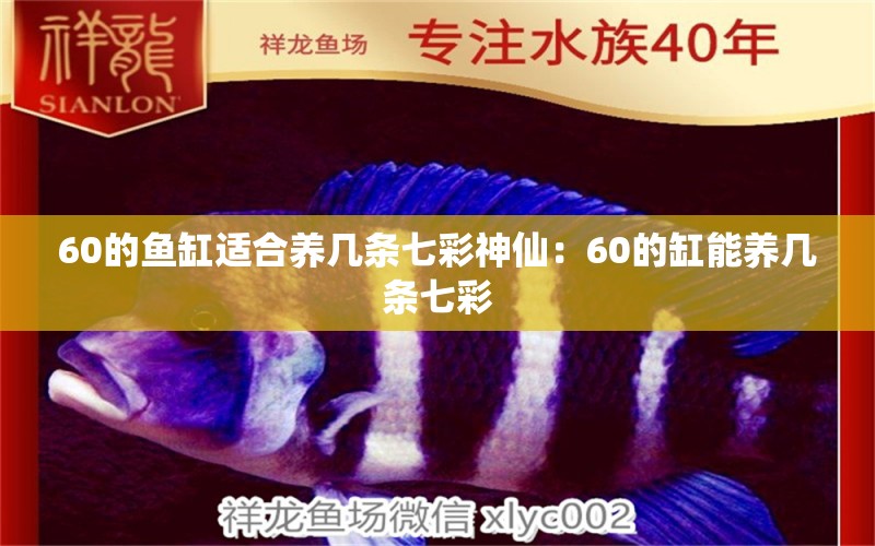 60的魚缸適合養(yǎng)幾條七彩神仙：60的缸能養(yǎng)幾條七彩