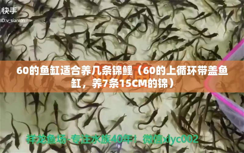 60的魚缸適合養(yǎng)幾條錦鯉（60的上循環(huán)帶蓋魚缸，養(yǎng)7條15CM的錦） 水族燈（魚缸燈） 第2張