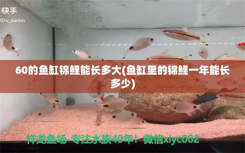 60的魚缸錦鯉能長多大(魚缸里的錦鯉一年能長多少) 觀賞魚批發(fā)