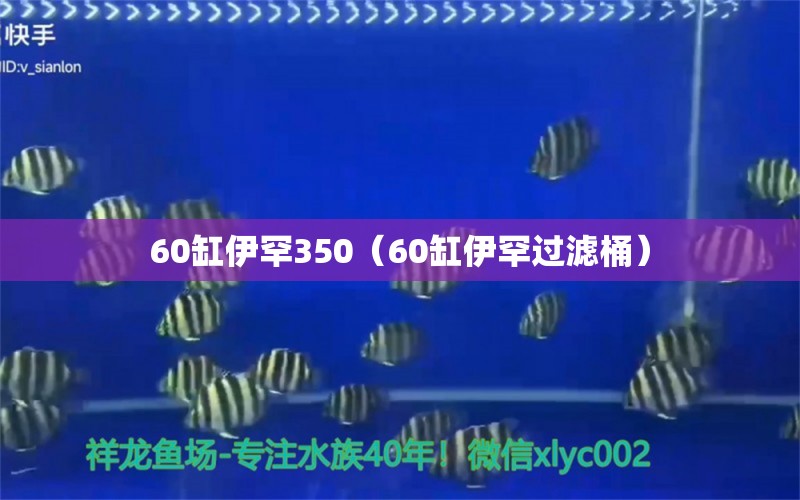 60缸伊罕350（60缸伊罕過濾桶） 伊罕水族