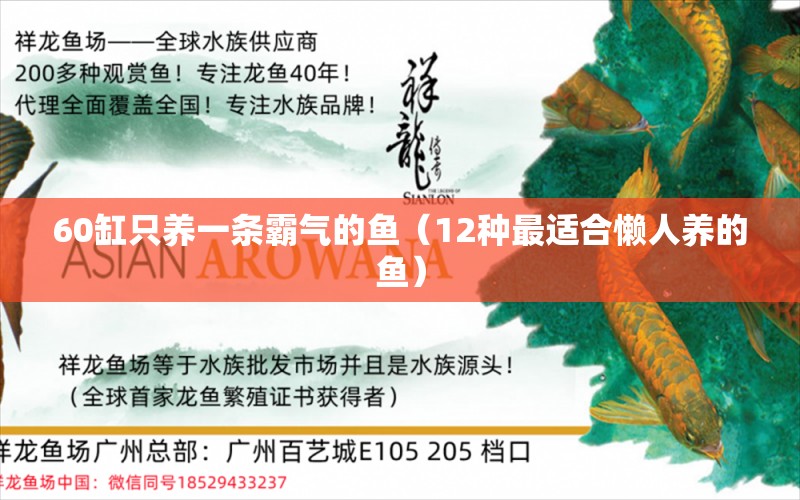 60缸只養(yǎng)一條霸氣的魚（12種最適合懶人養(yǎng)的魚） 紅龍魚魚糧飼料