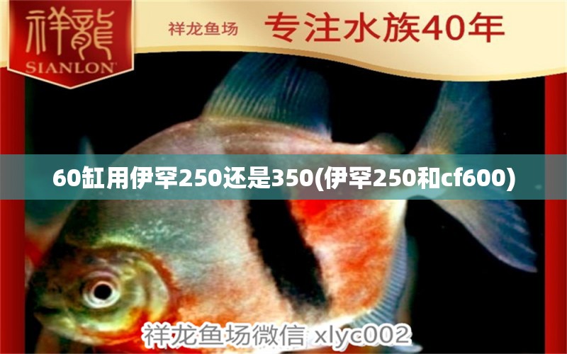 60缸用伊罕250還是350(伊罕250和cf600) 伊罕水族