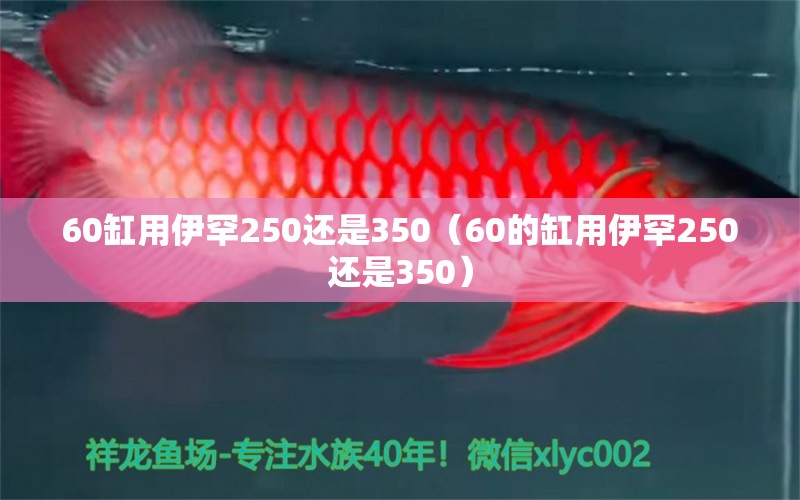 60缸用伊罕250還是350（60的缸用伊罕250還是350）