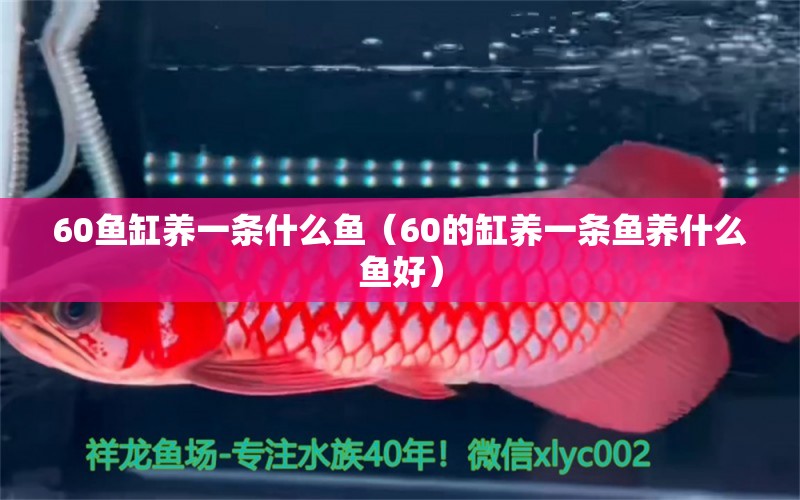 60魚缸養(yǎng)一條什么魚（60的缸養(yǎng)一條魚養(yǎng)什么魚好） 超血紅龍魚