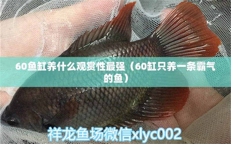 60魚缸養(yǎng)什么觀賞性最強（60缸只養(yǎng)一條霸氣的魚）