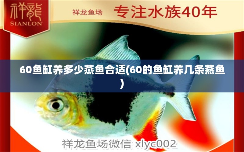 60魚缸養(yǎng)多少燕魚合適(60的魚缸養(yǎng)幾條燕魚) 水族品牌 第1張