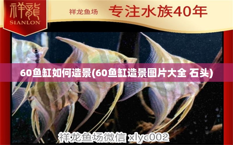 60魚(yú)缸如何造景(60魚(yú)缸造景圖片大全 石頭) 埃及神仙魚(yú)