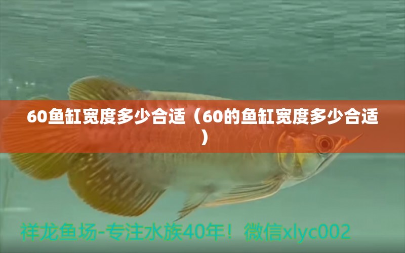 60魚缸寬度多少合適（60的魚缸寬度多少合適） 觀賞魚市場(chǎng)（混養(yǎng)魚）