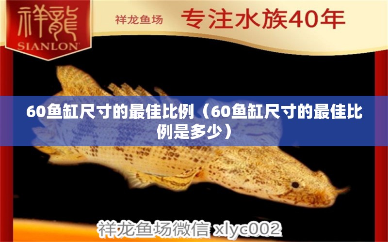 60魚缸尺寸的最佳比例（60魚缸尺寸的最佳比例是多少）