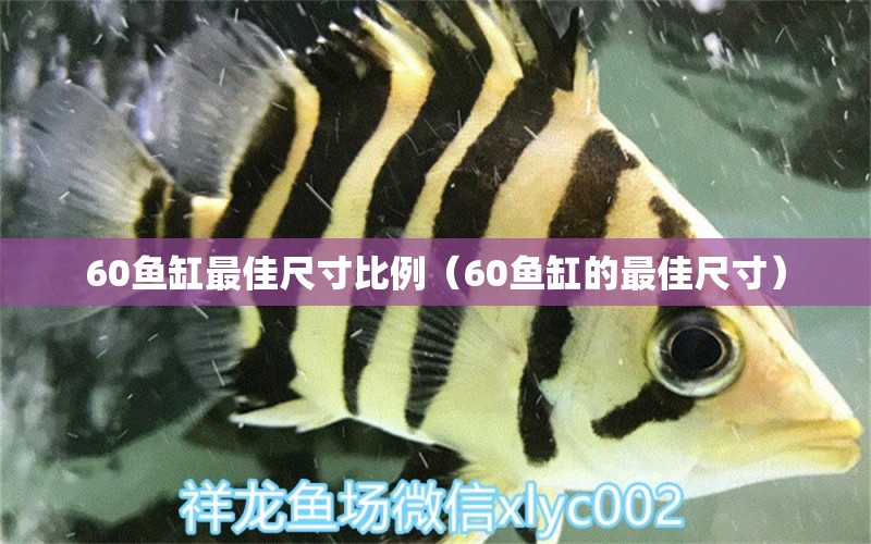 60魚缸最佳尺寸比例（60魚缸的最佳尺寸） 白子關刀魚苗