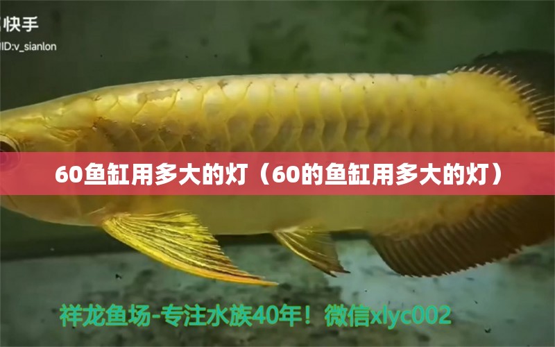 60魚缸用多大的燈（60的魚缸用多大的燈）