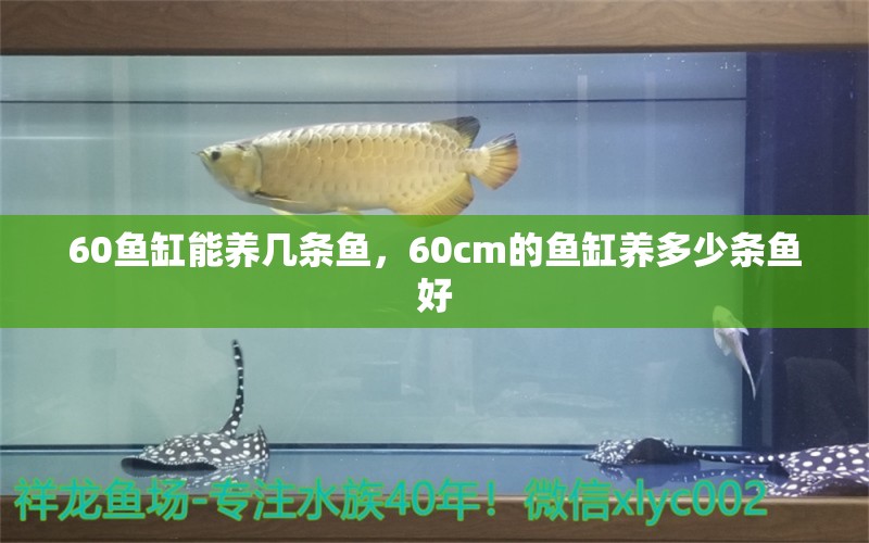 60魚缸能養(yǎng)幾條魚，60cm的魚缸養(yǎng)多少條魚好