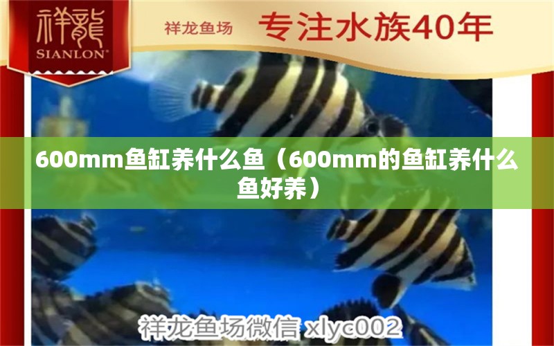 600mm魚缸養(yǎng)什么魚（600mm的魚缸養(yǎng)什么魚好養(yǎng)）