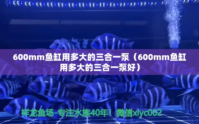 600mm魚缸用多大的三合一泵（600mm魚缸用多大的三合一泵好）