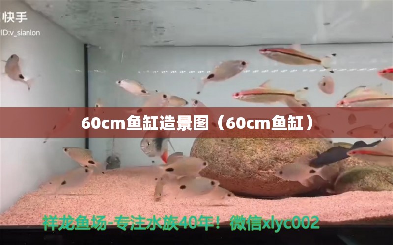 60cm魚缸造景圖（60cm魚缸）