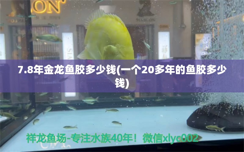 7.8年金龍魚膠多少錢(一個(gè)20多年的魚膠多少錢) 網(wǎng)上購(gòu)買觀賞魚