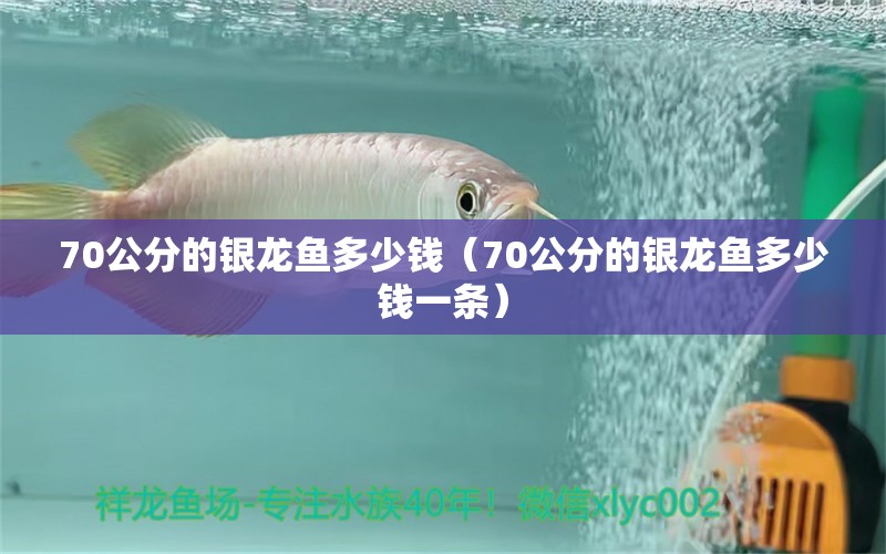 70公分的銀龍魚多少錢（70公分的銀龍魚多少錢一條）