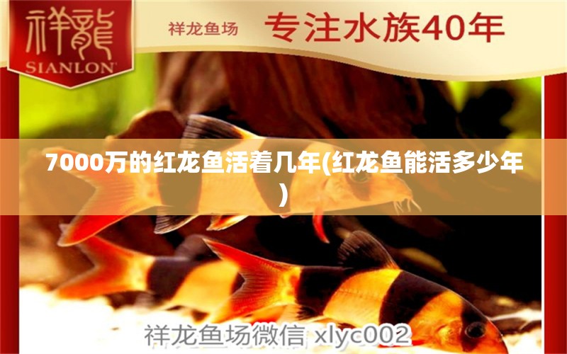 7000萬(wàn)的紅龍魚活著幾年(紅龍魚能活多少年)