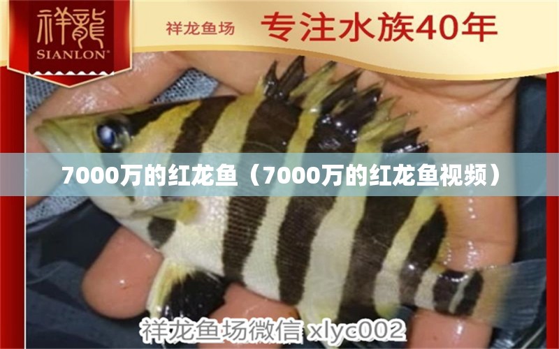 7000萬(wàn)的紅龍魚(yú)（7000萬(wàn)的紅龍魚(yú)視頻） 印尼紅龍魚(yú)