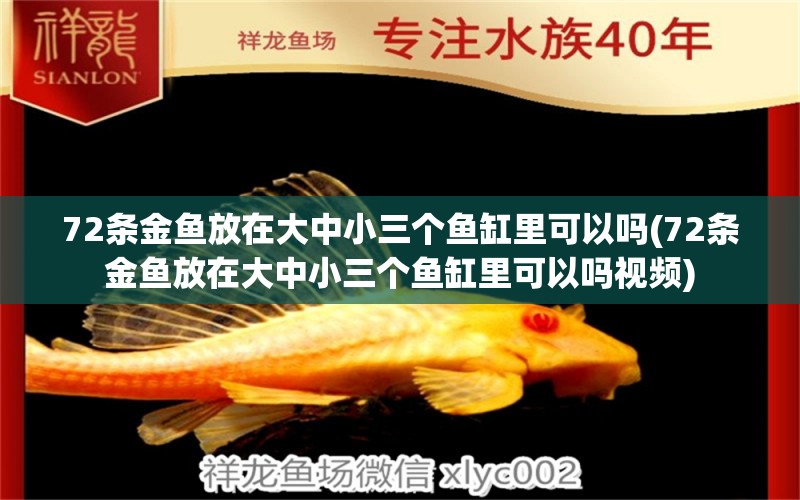 72條金魚放在大中小三個(gè)魚缸里可以嗎(72條金魚放在大中小三個(gè)魚缸里可以嗎視頻) 印尼四紋虎 第1張