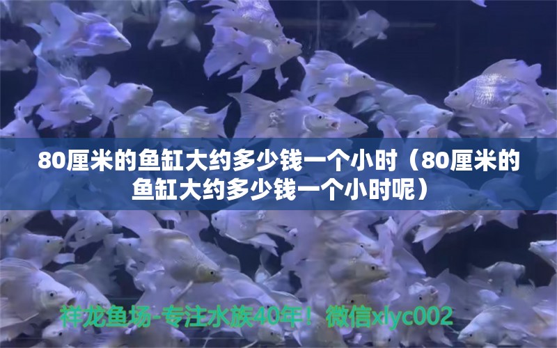 80厘米的魚缸大約多少錢一個小時（80厘米的魚缸大約多少錢一個小時呢）