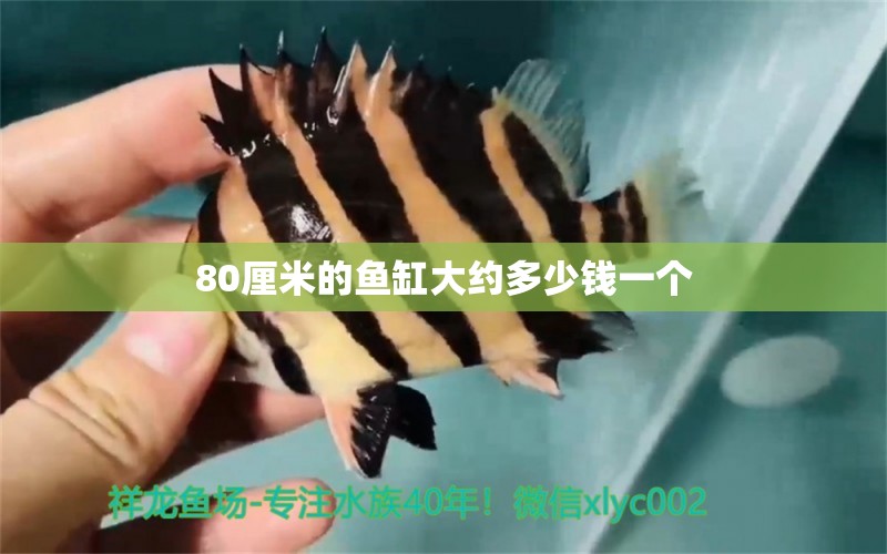 80厘米的魚缸大約多少錢一個(gè) 祥龍魚場