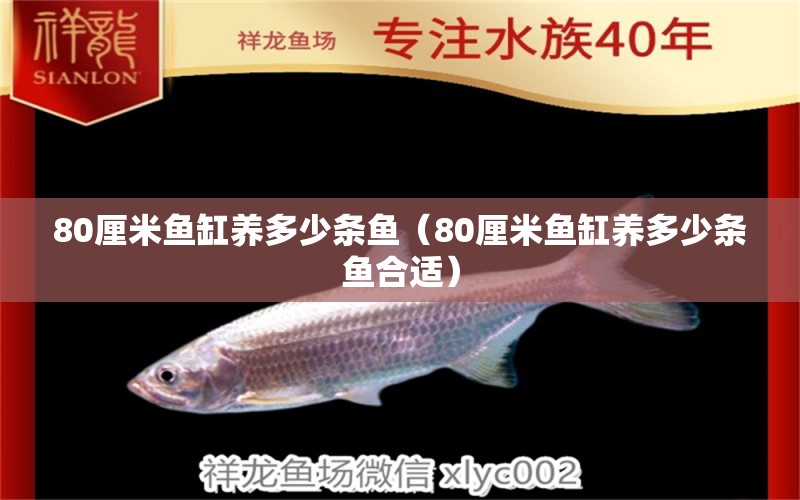 80厘米魚(yú)缸養(yǎng)多少條魚(yú)（80厘米魚(yú)缸養(yǎng)多少條魚(yú)合適）