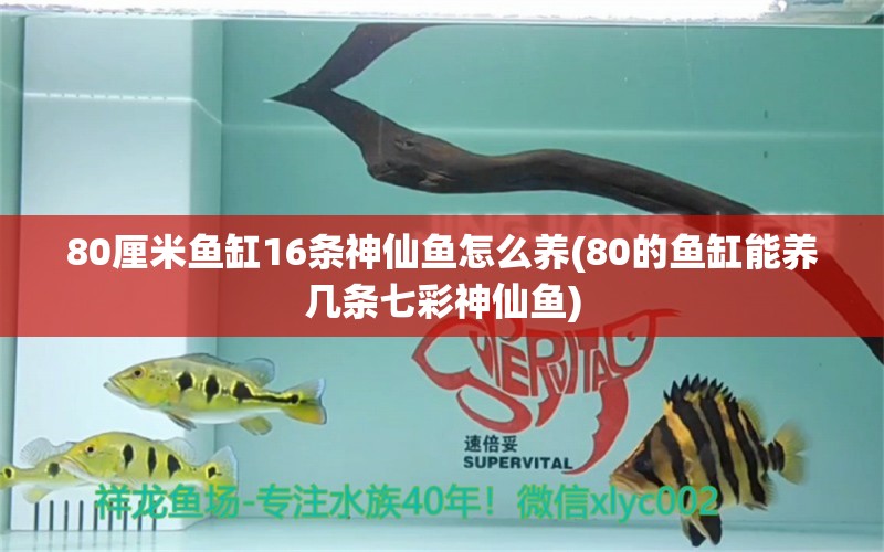 80厘米魚缸16條神仙魚怎么養(yǎng)(80的魚缸能養(yǎng)幾條七彩神仙魚) 七彩神仙魚