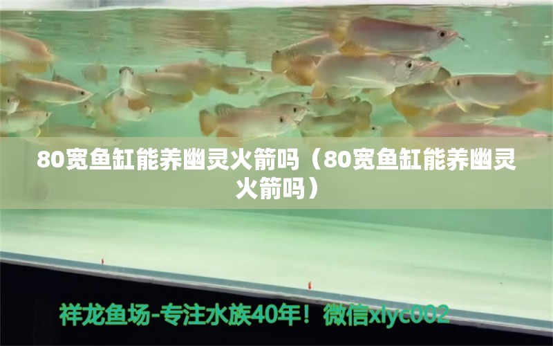 80寬魚缸能養(yǎng)幽靈火箭嗎（80寬魚缸能養(yǎng)幽靈火箭嗎） 祥龍水族醫(yī)院