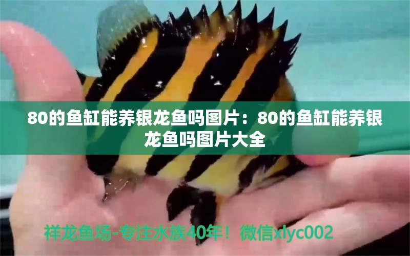 80的魚缸能養(yǎng)銀龍魚嗎圖片：80的魚缸能養(yǎng)銀龍魚嗎圖片大全 銀龍魚