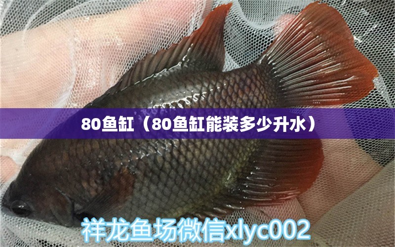 80魚缸（80魚缸能裝多少升水） 祥龍魚場