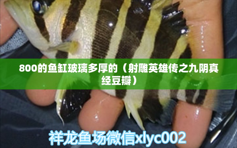 800的魚缸玻璃多厚的（射雕英雄傳之九陰真經(jīng)豆瓣） 廣州觀賞魚批發(fā)市場