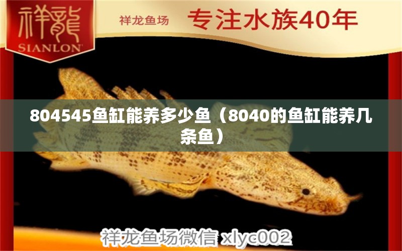 804545魚缸能養(yǎng)多少魚（8040的魚缸能養(yǎng)幾條魚）