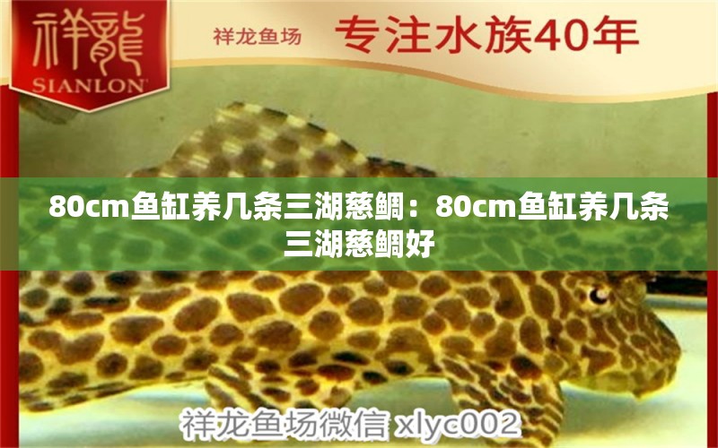 80cm魚缸養(yǎng)幾條三湖慈鯛：80cm魚缸養(yǎng)幾條三湖慈鯛好 觀賞魚市場（混養(yǎng)魚）