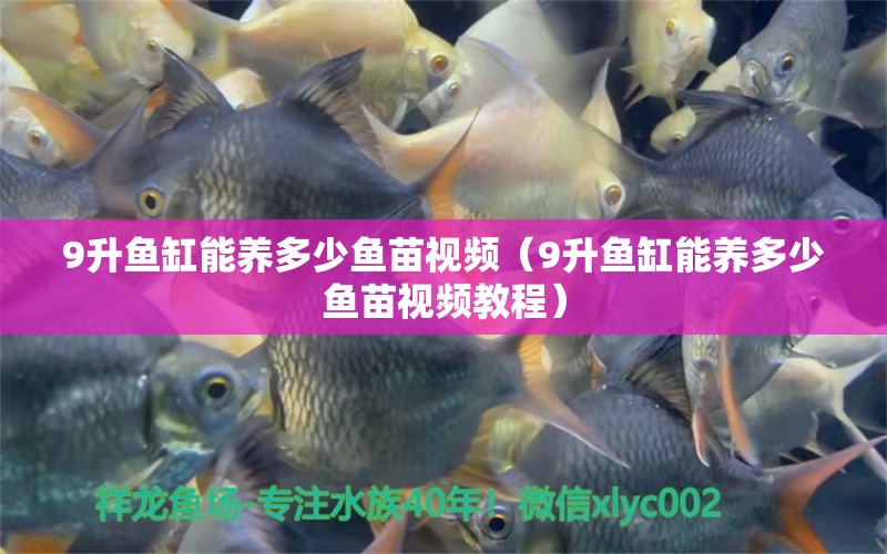 9升魚缸能養(yǎng)多少魚苗視頻（9升魚缸能養(yǎng)多少魚苗視頻教程） 朱巴利魚