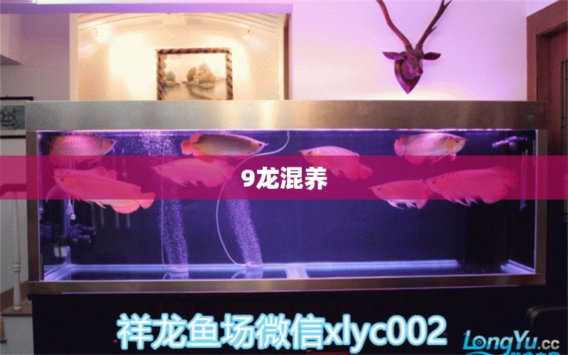 9龍混養(yǎng) 大正錦鯉魚