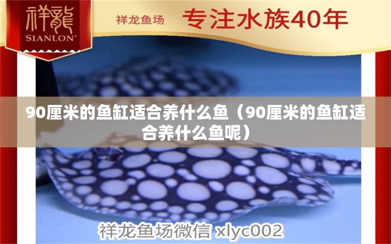 90厘米的魚缸適合養(yǎng)什么魚（90厘米的魚缸適合養(yǎng)什么魚呢）