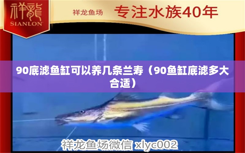 90底濾魚缸可以養(yǎng)幾條蘭壽（90魚缸底濾多大合適）