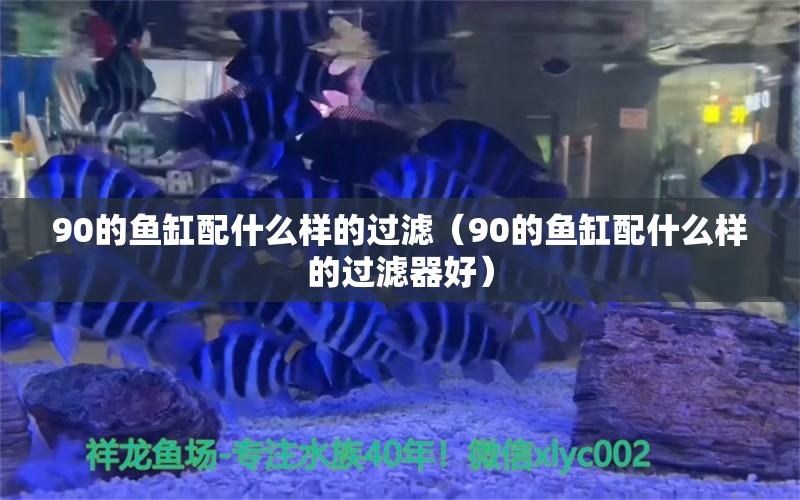 90的魚缸配什么樣的過濾（90的魚缸配什么樣的過濾器好） 虎魚魚苗